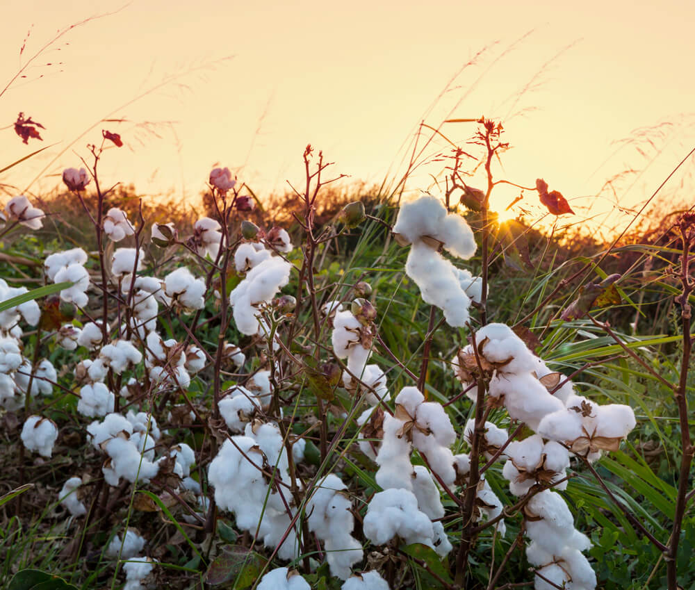 imagem de plantação de algodão orgânico