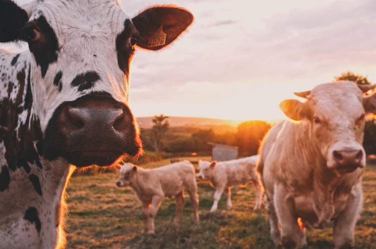 roupas-sustentáveis-veganismo